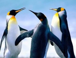 Penguin Kaisar Terancam Punah di 2050, Kenapa?