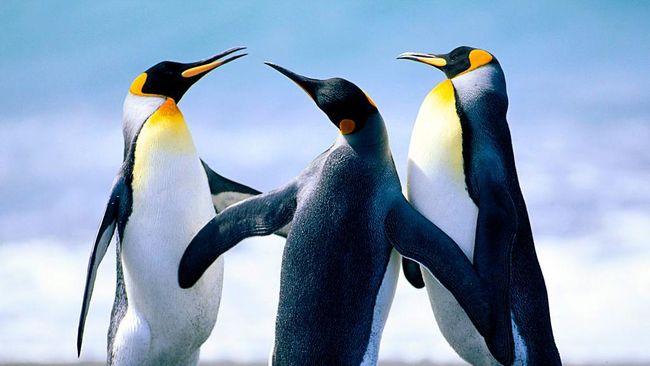 Penguin kaisar resmi masuk ke dalam kategori satwa terancam punah. Diperkirakan pada 2050, spesies penguin ini bisa hilang dari Bumi