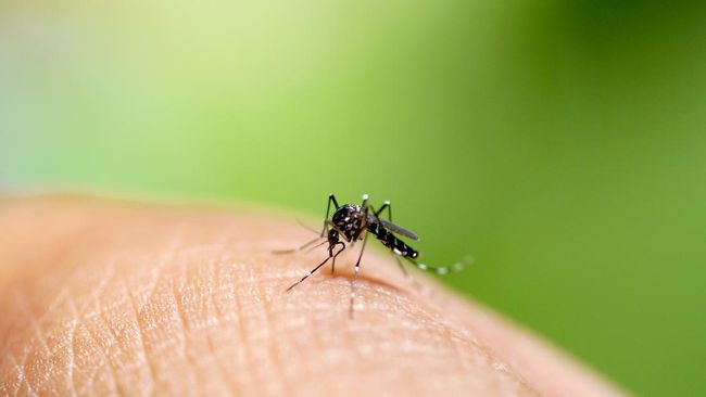 Tak semua orang jadi target gigitan nyamuk. Kondisi kulit tertentu dan faktor lainnya menjadi alasan nyamuk tertarik untuk menggigit seseorang.