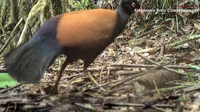 Burung merpati pegar hitam atau dalam bahasa lokal, Auwo ditemukan di Papua Nugini.
