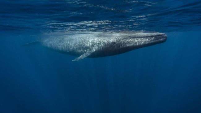 Ahli mengungkap paus biru bisa memakan hingga 43 kg mikroplastik setiap hari. Bagaimana bisa?