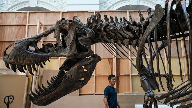 Pemodelan terbaru oleh para ilmuwan mengungkap ukuran Tyrannosaurus Rex diperkirakan lebih besar 70 persen ketimbang fosil yang ada saat ini.