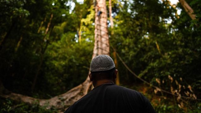 Pohon raksasa dari genus Lophopetalum yang ditemukan di Sumatra bisa tumbuh sampai 40 meter dengan diameter hingga 1,05 meter.