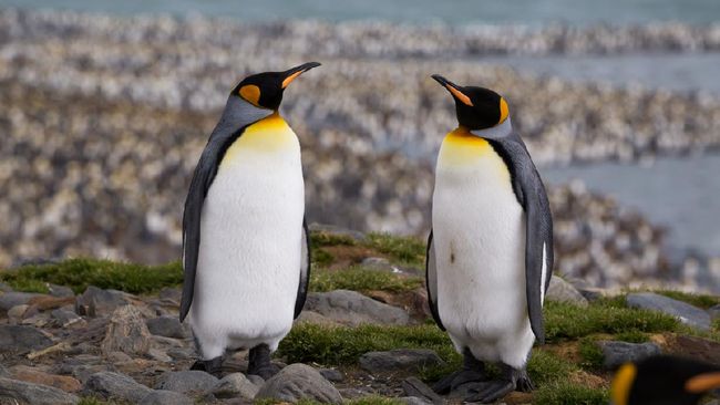 Koloni baru penguin kaisar ditemukan dengan cara yang unik, yakni melacak tanda kotoran dari luar angkasa. Simak rincian teknisnya.