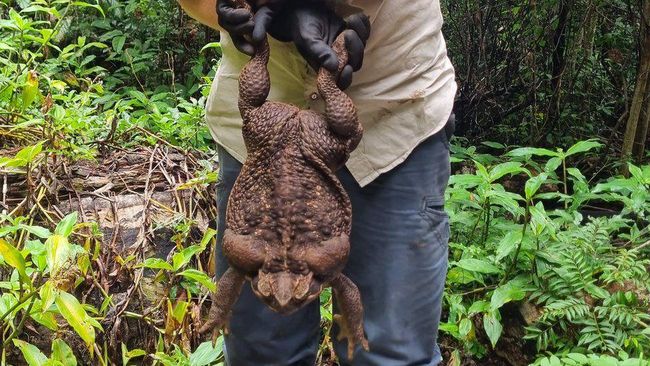Kodok raksasa bernama Toadzilla yang berbobot 2,7 kg di Australia akhirnya disuntuk mati karena tidak punya predator alami.
