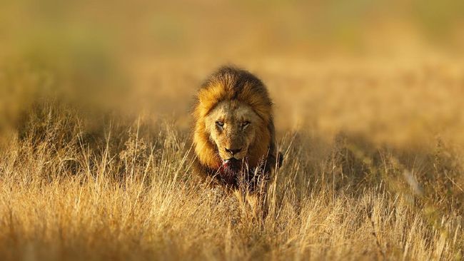 Terkait insiden dua singa menabrak mobil di Taman Safari Prigen, Jatim, ahli menjelasakan fenomena unjuk kehebatan si raja hutan itu.