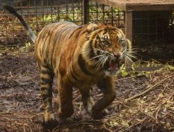 Ahli Teliti Perilaku Harimau Sumatera Tak Takut Manusia Lagi