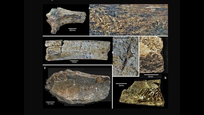 Sejumlah arkeolog menemukan perkakas batu tertua di dunia. Perkakas itu diduga dibuat bukan oleh manusia.
