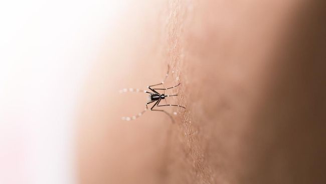 Menurut penjelasan Kemenkes, nyamuk semakin ganas di daerah panas, yang di Indonesia dipengaruhi el nino, terutama pada awal tahun.