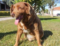 Kisah Ajaib Bobi, Anjing Tertua di Dunia dari Portugal