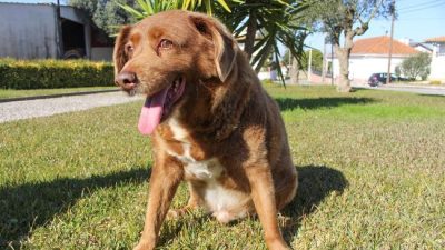 Bobi yang merupakan anjing ras Rafeiro do Alentejo merayakan ulang tahun ke-30 pada tahun lalu dan jadi anjing tertua di dunia.