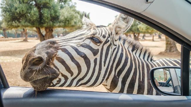Manusia dan zebra ternyata punya kesamaan. Meskipun keduanya jelas berbeda.