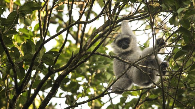 Owa alias gibbon di Jepang menyita perhatian dunia usai hamil meski dalam kondisi sendirian dalam kandang. Cek keunikan kencan primata ini.