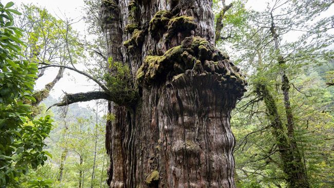 Pohon yang hidup di hutan Chile diyakini sebagai pohon tertua di dunia berusia lima ribu tahun. Pohon ini menyimpan banyak rahasia bumi.