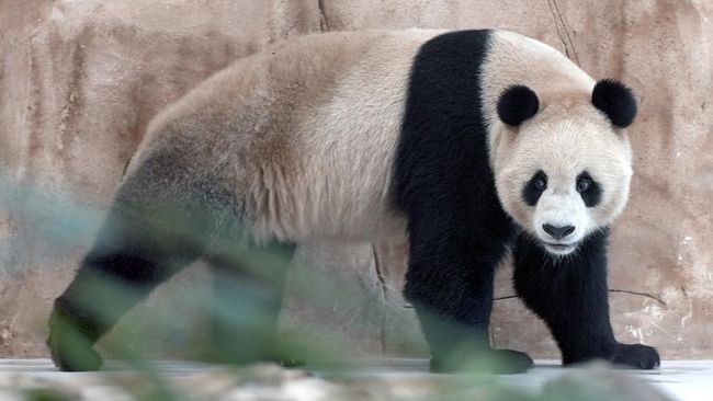Warna hitam putih pada panda punya beberapa tujuan, terutama pertahanan hidup di habitatnya.