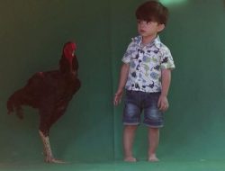 Ayam Jantan Raksasa ala Brasil, Setara Bocil