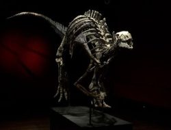 Cara Ahli Susun Tulang Dinosaurus, Salah Satu Fosil Terlengkap