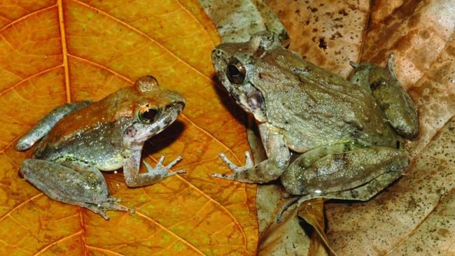 Para peneliti menemukan katak betina sering memalsukan kematian untuk menghindari katak jantan yang gigih. Cek penjelasannya berikut.