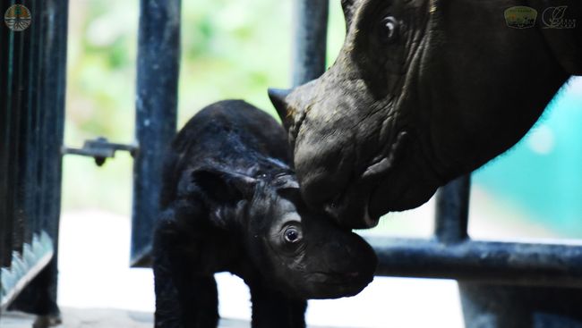Seekor badak sumatera jantan lahir di Taman Nasional Way Kambas, Lampung, Sabtu (25/11).