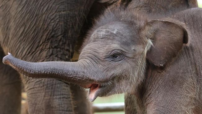RI mendapat setidaknya dua kelahiran bayi gajah bulan ini. Yang satu di Way Kambas, Lampung, yang lainnya di Bali.