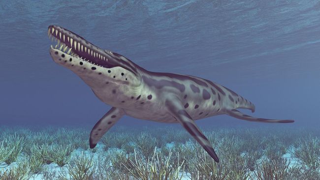 Pengungkapan sisa-sisa monster laut purba Mosasaurus yang merajai lautan purba hampir lengkap. Simak karakteristiknya.