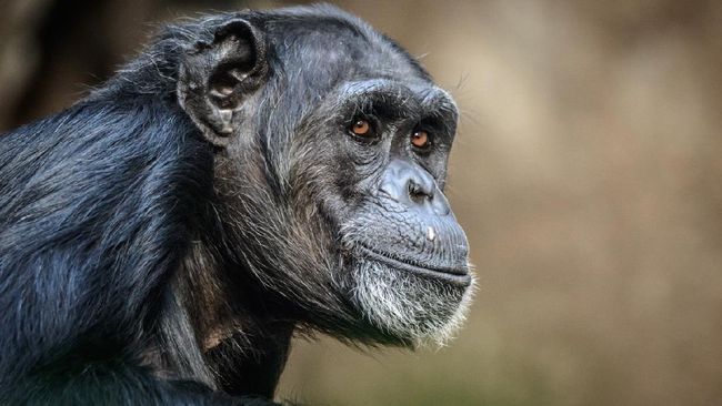 Puluhan tahun berpisah tak melunturkan ingatan simpanse terhadap sobat lamanya. Simak penelitian terbaru soal kekuatan memori satwa ini.