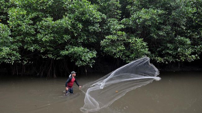 Selain hutan, gambut dan mangrove juga disebut Greenpeace bisa menangkap karbon secara alami ketimbang teknologi CCS yang mahal dan punya potensi bahaya.