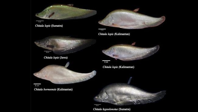 BRIN mengungkap kabar penemuan ikan belida chitala lopis yang sempat dinyatakan punah pada tahun 2020.