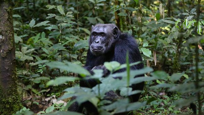 Seorang ilmuwan berhasil menangkap momen langka yakni ketika seekor simpanse jantan mencuri santapan elang di Lembah Issa, Tanzania Barat.