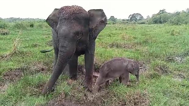 bayi gajah di way kambas. dok klhk