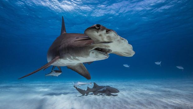 Sharks photographed on a diving expedition to Bimini in the Bahamas.