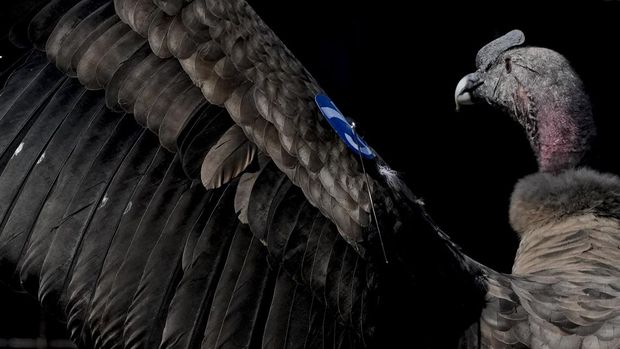 An Andean condor named Yastay, meaning 