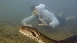 Pakar asal Belanda dan kolega menemukan spesies baru anaconda berukuran besar dan menggambarkan ular tersebut seperti