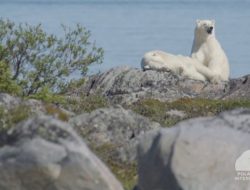 Beruang Kutub Hadapi Risiko Kelaparan Imbas Musim Bebas Es