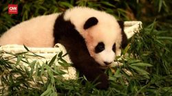 Momen Perpisahan Panda di Korsel Sebelum ‘Mudik’ ke China